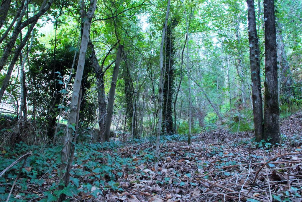 Eco Camping Juncal Hotel Marco de Canavezes Buitenkant foto
