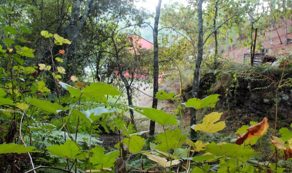 Eco Camping Juncal Hotel Marco de Canavezes Buitenkant foto